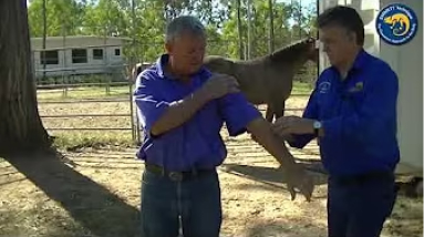 Farrier